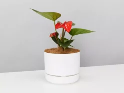 Pot + Plant Gift Box Anthurium Flowering Varieties - Pot + Plant + Soil