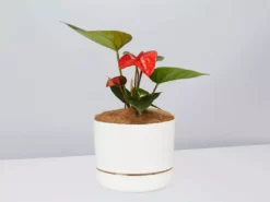 Pot + Plant Gift Box Anthurium Flowering Varieties - Pot + Plant + Soil