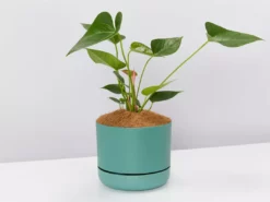 Pot + Plant Gift Box Anthurium Flowering Varieties - Pot + Plant + Soil