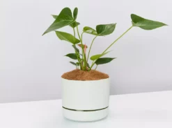 Pot + Plant Gift Box Anthurium Flowering Varieties - Pot + Plant + Soil