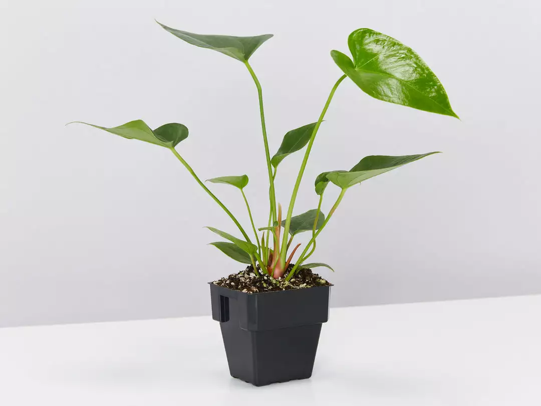 Indoor Garden Plant Packs The Office Indoor Plant Box - 85mm 6 Indoor Garden Plant Packs The Office Indoor Plant Box - 85mm