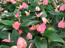 Indoor Garden Anthurium Mixed Pack Easy Care Plants