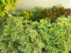 Succulents Full Sun Aptenia Cordifolia Variegata