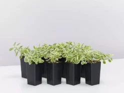 Succulents Full Sun Aptenia Cordifolia Variegata