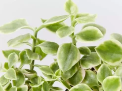 Succulents Full Sun Aptenia Cordifolia Variegata