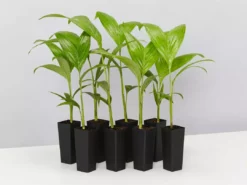 Shrubs Australian Native Plants Archontophoenix Alexandrae Alexander Palm