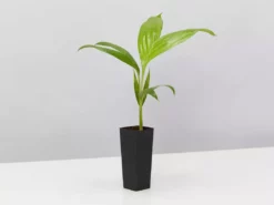 Shrubs Australian Native Plants Archontophoenix Alexandrae Alexander Palm