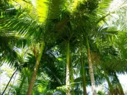 Shrubs Australian Native Plants Archontophoenix Alexandrae Alexander Palm