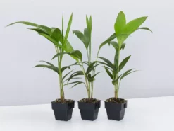 Shrubs Full Sun Archontophoenix Cunninghamiana