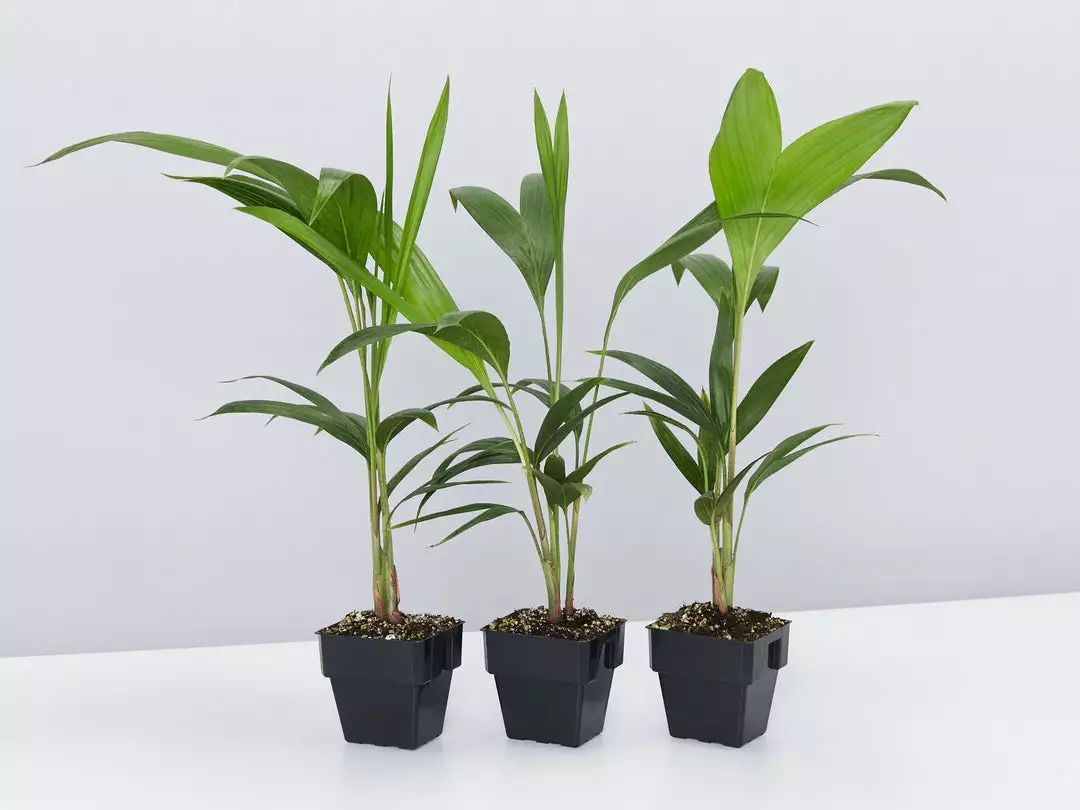 Shrubs Full Sun Archontophoenix Cunninghamiana 3 Shrubs Full Sun Archontophoenix Cunninghamiana