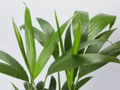 Shrubs Full Sun Archontophoenix Cunninghamiana