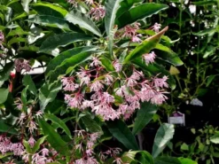 Hedge Shrubs Ardisia Macrocarpa Mystique