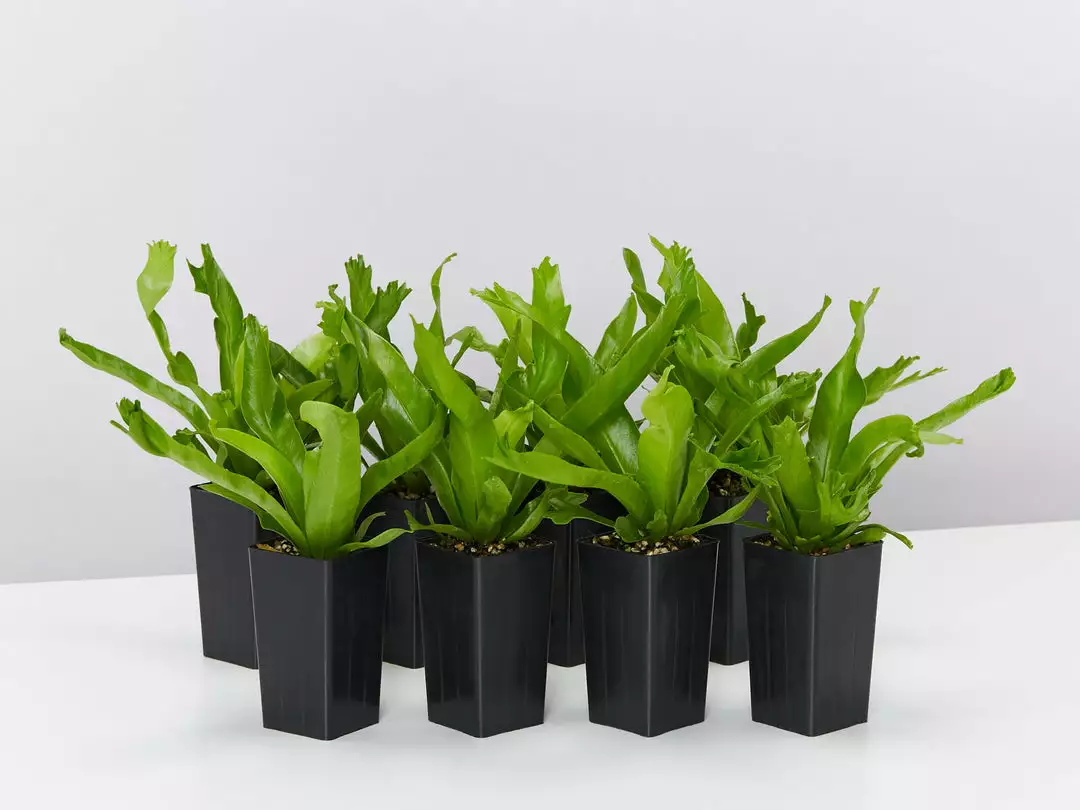 Indoor Garden Asplenium Antiquum Crissie Crested Birds Nest Fern Narrow Spaces 3 Indoor Garden Asplenium Antiquum Crissie Crested Birds Nest Fern Narrow Spaces