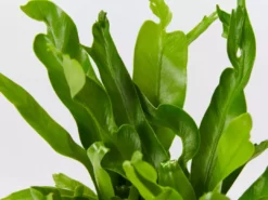 Indoor Garden Asplenium Antiquum Crissie Crested Birds Nest Fern Narrow Spaces 13 Indoor Garden Asplenium Antiquum Crissie Crested Birds Nest Fern Narrow Spaces