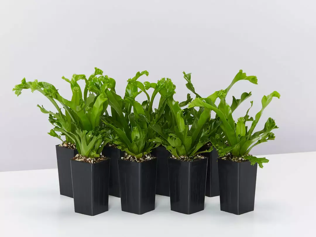 Indoor Garden Narrow Spaces Asplenium Antiquum Leslie 3 Indoor Garden Narrow Spaces Asplenium Antiquum Leslie