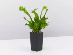 Indoor Garden Narrow Spaces Asplenium Antiquum Leslie 9 Indoor Garden Narrow Spaces Asplenium Antiquum Leslie