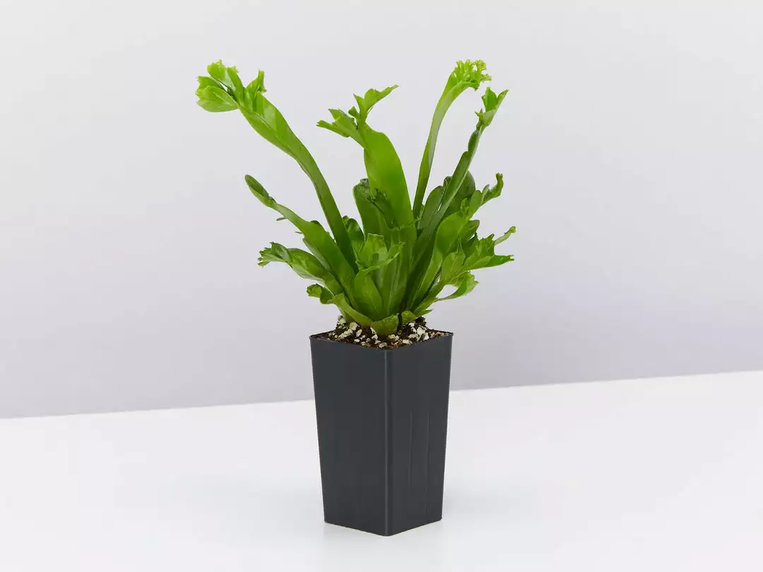 Indoor Garden Narrow Spaces Asplenium Antiquum Leslie 5 Indoor Garden Narrow Spaces Asplenium Antiquum Leslie
