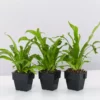 Indoor Garden Narrow Spaces Asplenium Antiquum Crissie 85mm