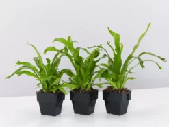 Indoor Garden Narrow Spaces Asplenium Antiquum Crissie 85mm
