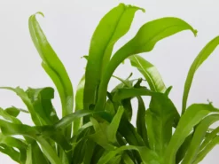 Indoor Garden Narrow Spaces Asplenium Antiquum Crissie 85mm 10 Indoor Garden Narrow Spaces Asplenium Antiquum Crissie 85mm