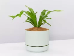 Indoor Garden Narrow Spaces Asplenium Antiquum Crissie 85mm 9 Indoor Garden Narrow Spaces Asplenium Antiquum Crissie 85mm