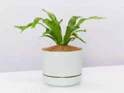 Indoor Garden Asplenium Antiquum Crissie Crested Birds Nest Fern Narrow Spaces 10 Indoor Garden Asplenium Antiquum Crissie Crested Birds Nest Fern Narrow Spaces