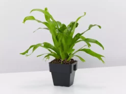 Indoor Garden Narrow Spaces Asplenium Antiquum Crissie 85mm
