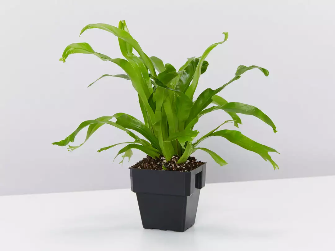 Indoor Garden Narrow Spaces Asplenium Antiquum Crissie 85mm 4 Indoor Garden Narrow Spaces Asplenium Antiquum Crissie 85mm