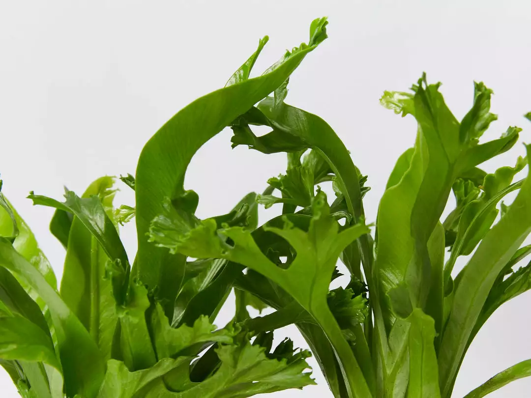 Indoor Garden Narrow Spaces Asplenium Antiquum Leslie 4 Indoor Garden Narrow Spaces Asplenium Antiquum Leslie