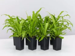 Indoor Garden Asplenium Antiquum Victoria Narrow Spaces