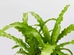 Indoor Garden Asplenium Antiquum Victoria Narrow Spaces