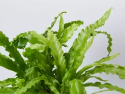 Indoor Garden Asplenium Antiquum Victoria Narrow Spaces