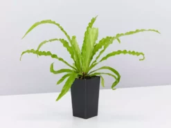 Indoor Garden Asplenium Antiquum Victoria Narrow Spaces