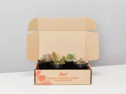 Plants In A Box Full Sun LECA + Large Cactus Bowl Kit