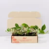 Indoor Garden Plant Packs Pothos Mixed Houseplant Pack