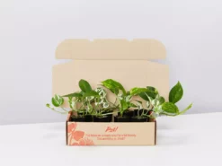 Indoor Garden Plant Packs Pothos Mixed Houseplant Pack