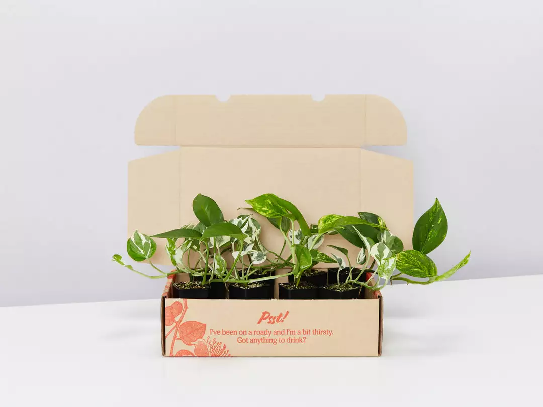 Indoor Garden Plant Packs Pothos Mixed Houseplant Pack 3 Indoor Garden Plant Packs Pothos Mixed Houseplant Pack