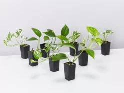 Indoor Garden Plant Packs Pothos Mixed Houseplant Pack 11 Indoor Garden Plant Packs Pothos Mixed Houseplant Pack