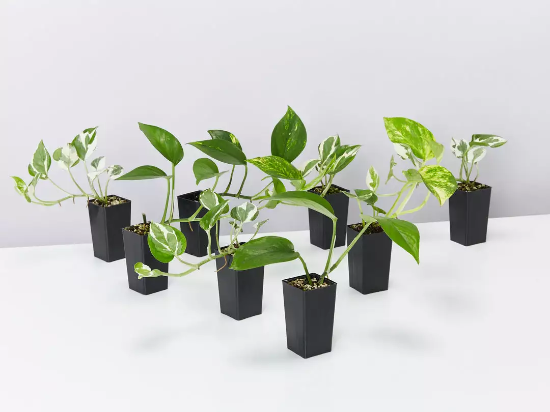 Indoor Garden Plant Packs Pothos Mixed Houseplant Pack 5 Indoor Garden Plant Packs Pothos Mixed Houseplant Pack