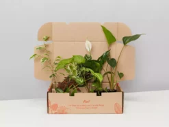 Indoor Garden Easy Care Plants Assorted Pack Of Houseplants 🍃 *Pick Your Own