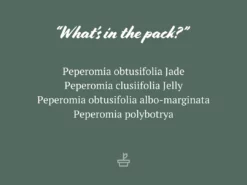 Indoor Garden Pet-friendly Indoor Plants All About Peperomia Pack