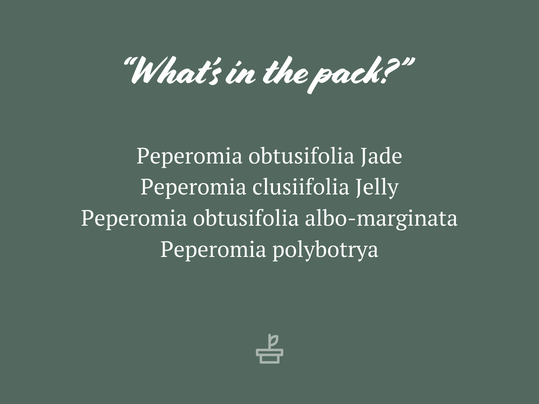 Indoor Garden Pet-friendly Indoor Plants All About Peperomia Pack 4 Indoor Garden Pet-friendly Indoor Plants All About Peperomia Pack