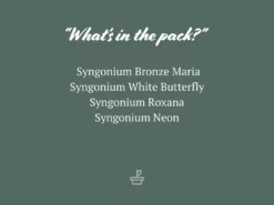 Indoor Garden Easy Care Plants Syngonium Mixed Pack