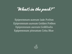 Indoor Garden Plant Packs Pothos Mixed Houseplant Pack