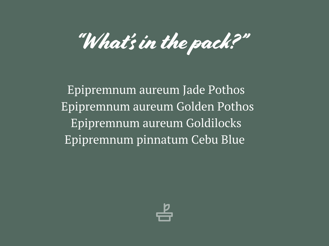 Indoor Garden Plant Packs Pothos Mixed Houseplant Pack 4 Indoor Garden Plant Packs Pothos Mixed Houseplant Pack