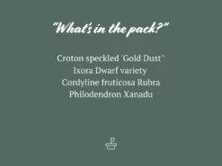 Shrubs Pool Friendly Plants Tropical Mixed Pack Of Outdoor Plants