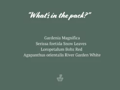 Shrubs Climbing Plants She's All That - The Flowering Pack