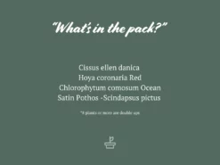 Indoor Garden Hanging Basket Pack - Indoor Assorted