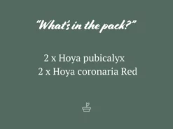 Indoor Garden Climbing Plants Assorted Hoya Plant Box