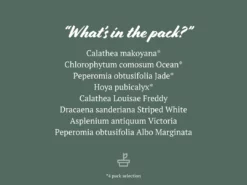 Indoor Garden Child Friendly Indoor Plants Pack Easy Care Plants